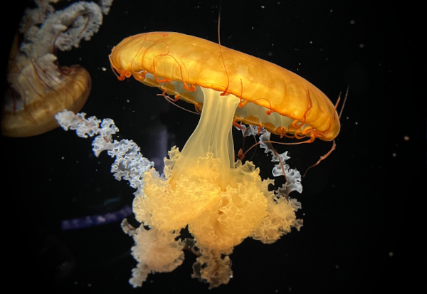 Jellyfish, Singapore Oceanarium, Singapore